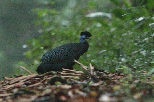 Western Crested Guineafowl