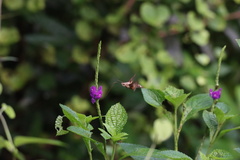 Macroglossum