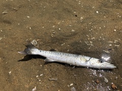 Sphyraena barracuda
