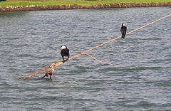 Phalacrocorax varius