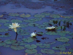 Nymphaea amazonum