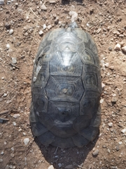 Testudo marginata