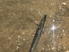 Sphyraena barracuda
