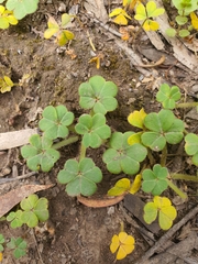 Oxalis compressa