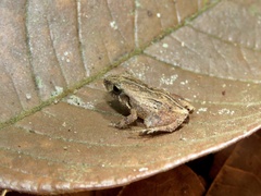 Craugastor stejnegerianus