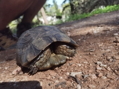 Testudo marginata