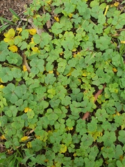 Oxalis compressa
