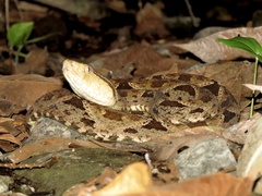 Bothrops asper