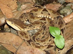Bothrops asper