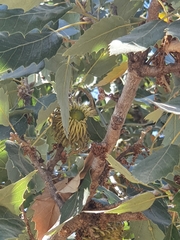 Quercus ithaburensis