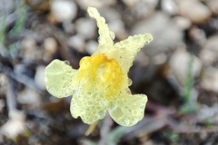 Linaria supina