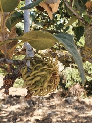 Quercus ithaburensis