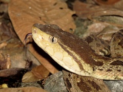 Bothrops asper