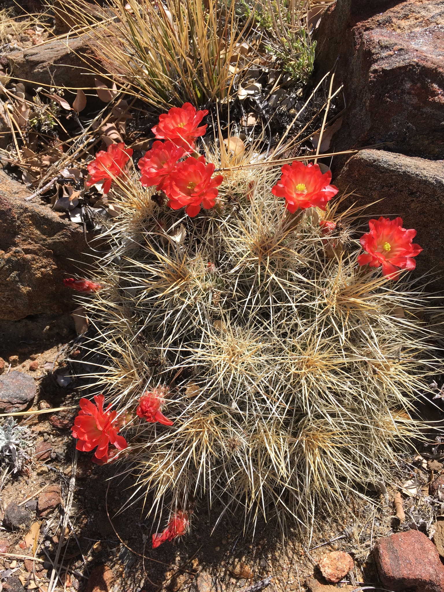 Echinocereus mombergerianus  iNaturalist