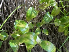 Puccinia myrsiphylli