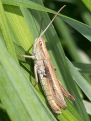 Chorthippus albomarginatus