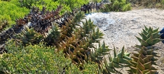 Aloe distans