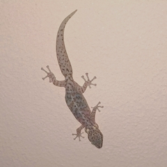 Afrogecko porphyreus