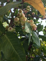 Syzygium aqueum