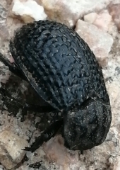 Trox perlatus