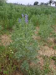 Lupinus angustifolius