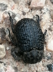 Trox perlatus
