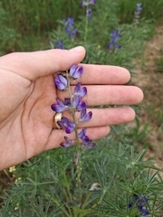 Lupinus angustifolius