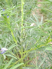 Lupinus angustifolius