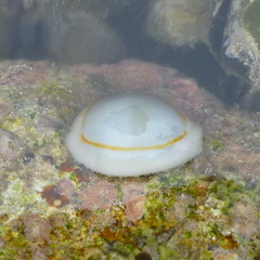 Monetaria annulus