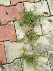 Dactyloctenium aegyptium