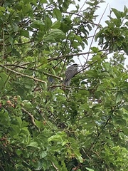 Eudynamys orientalis