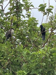 Eudynamys orientalis