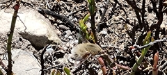 Bombyliini