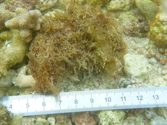 Dolabella auricularia