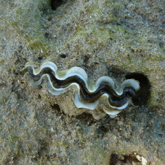 Tridacna maxima