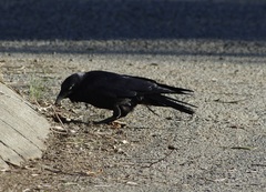Corvus mellori