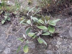 Pachystegia hesperia
