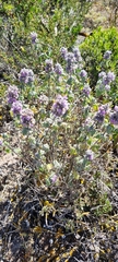 Pseudodictamnus africanus