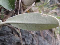 Pachystegia hesperia