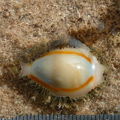 Monetaria annulus