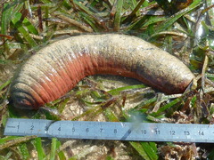 Holothuria edulis