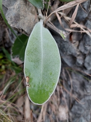 Pachystegia hesperia