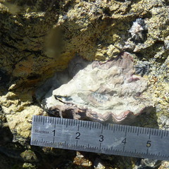 Saccostrea glomerata