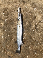 Sphyraena barracuda