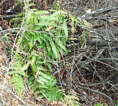 Dryopteris