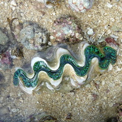 Tridacna maxima