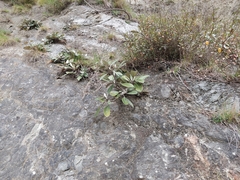 Pachystegia hesperia