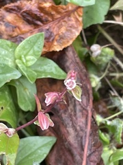 Fallopia convolvulus