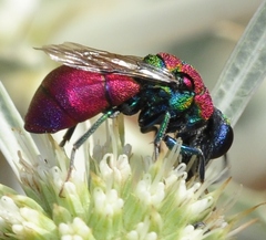 Spinolia dallatorreana