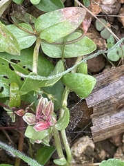 Fallopia convolvulus